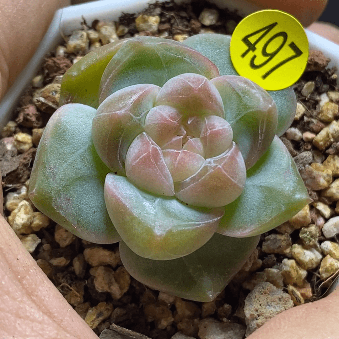 特价福利直播497