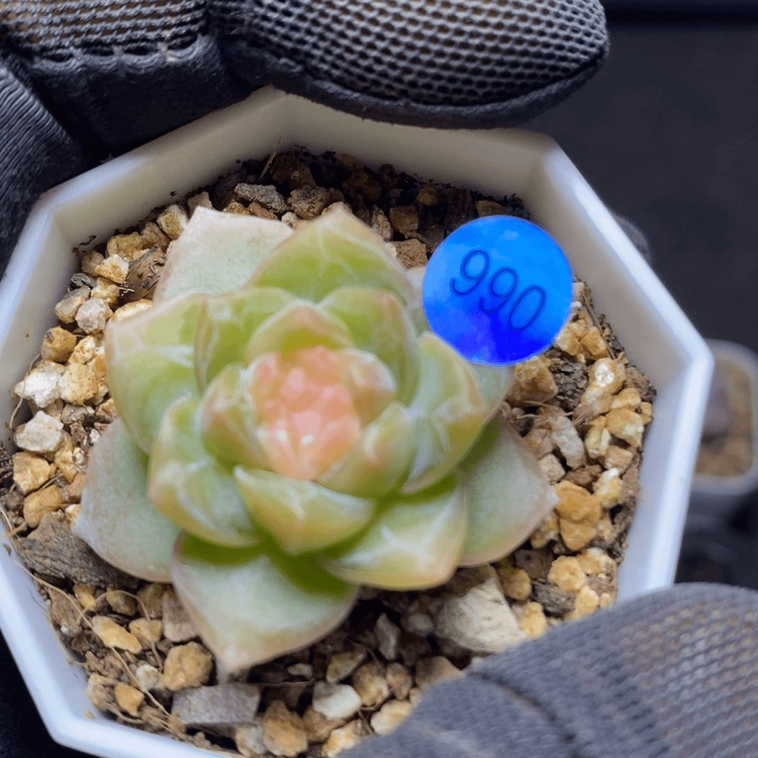 糖心特价珍妮990