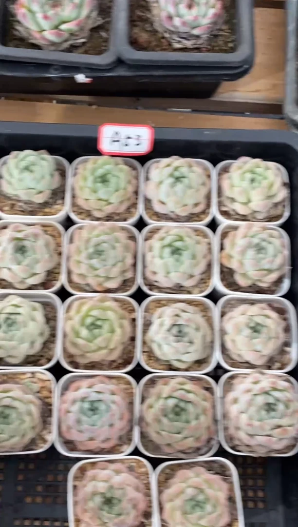 【闪购商品】特价福利随机发货A53