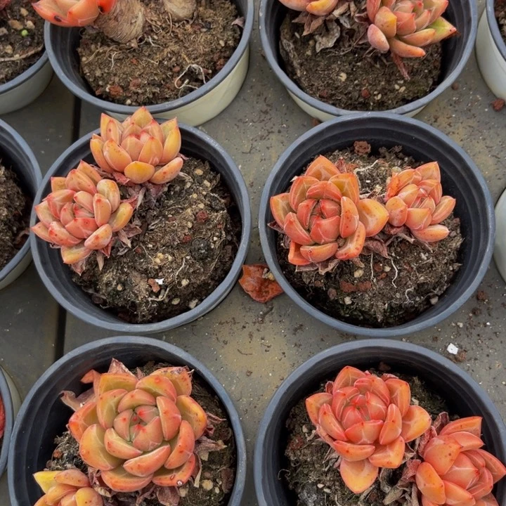 双头香槟。             6