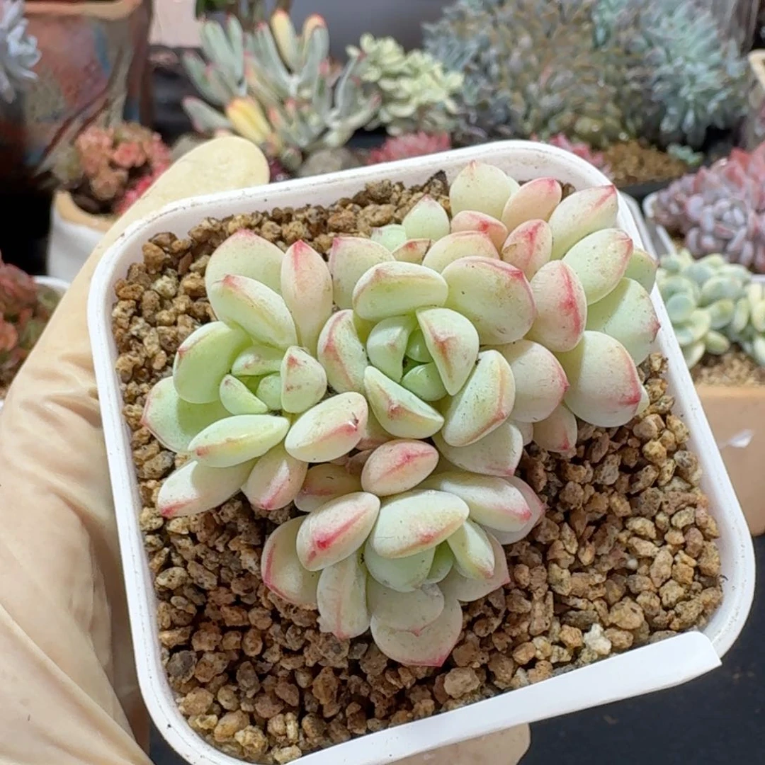 香草一物一拍。628