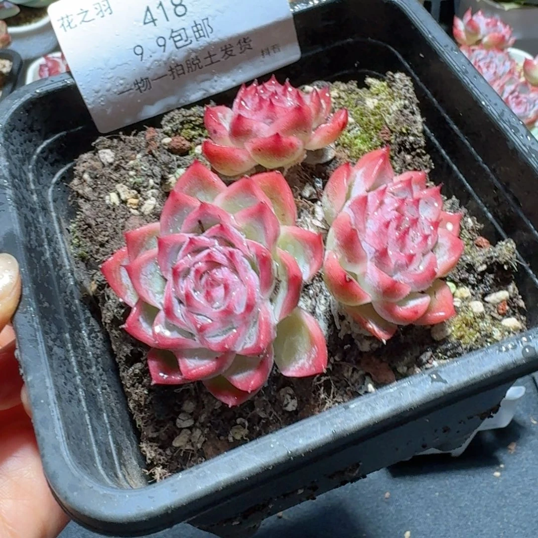 孤星一物一拍。418