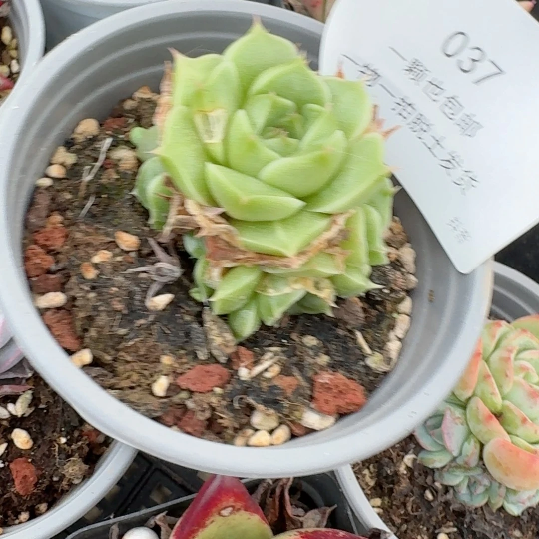 麦秆手捧一物一拍37