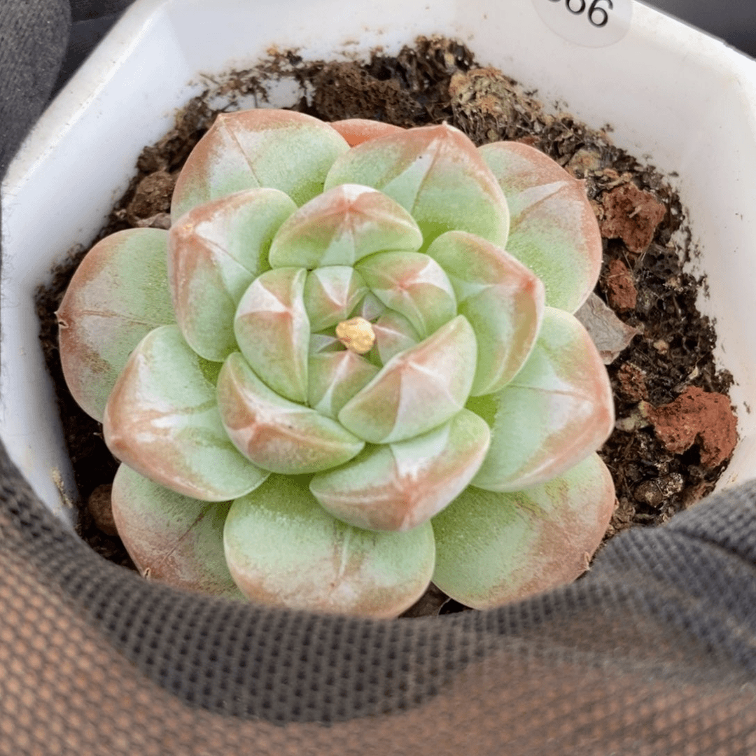 珍妮宠粉特价福利366
