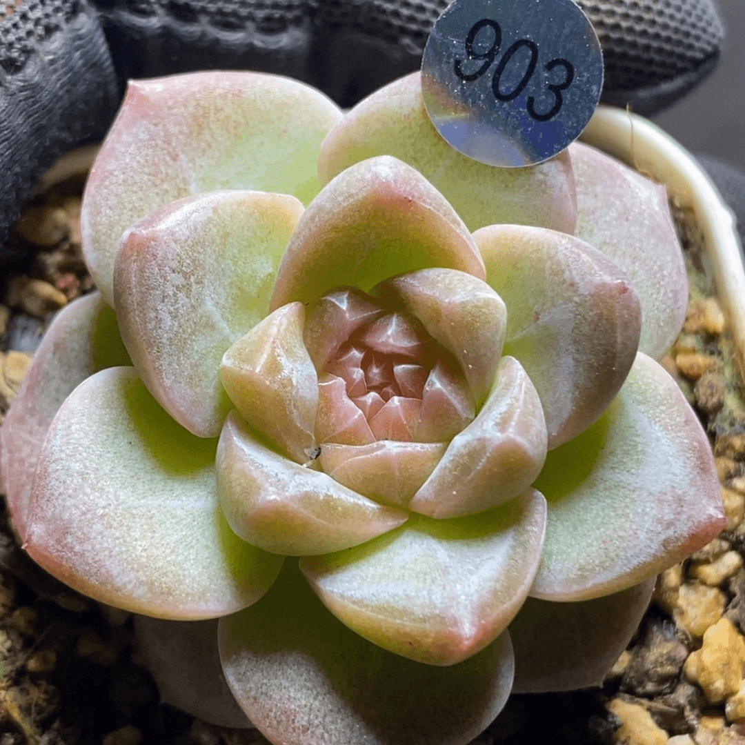 珍妮特价福利903