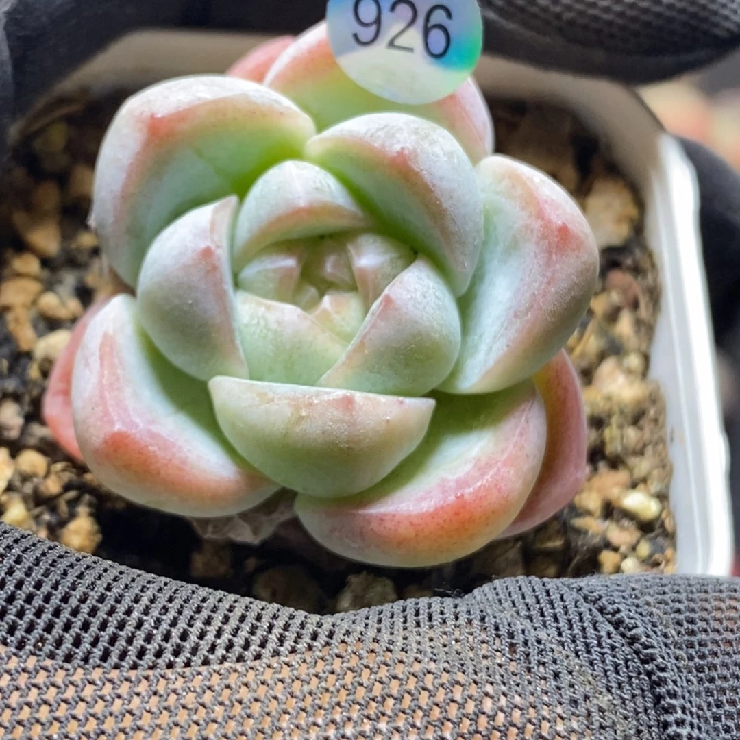 叶*珍妮特价福利926
