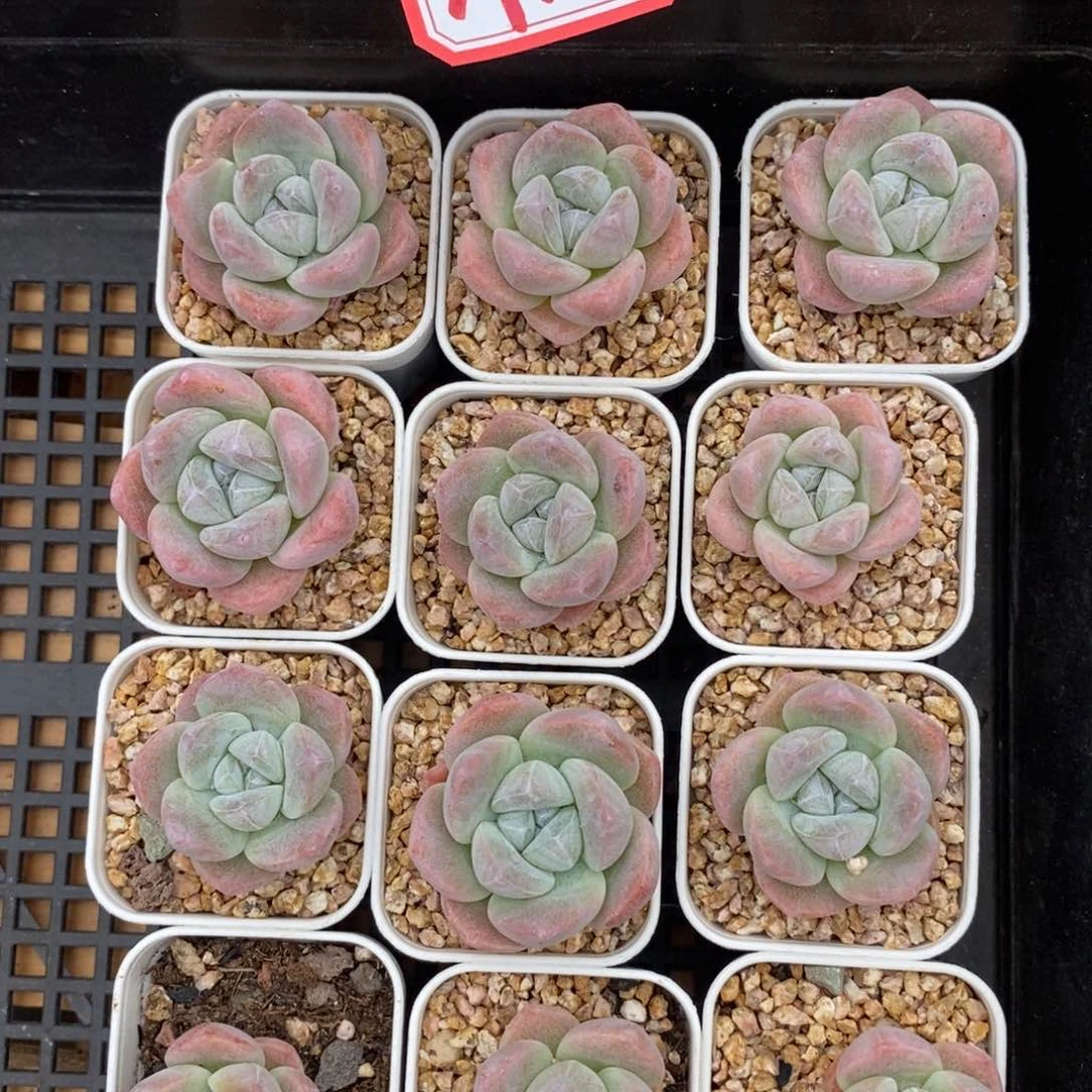 特价珍妮宠粉福利A12