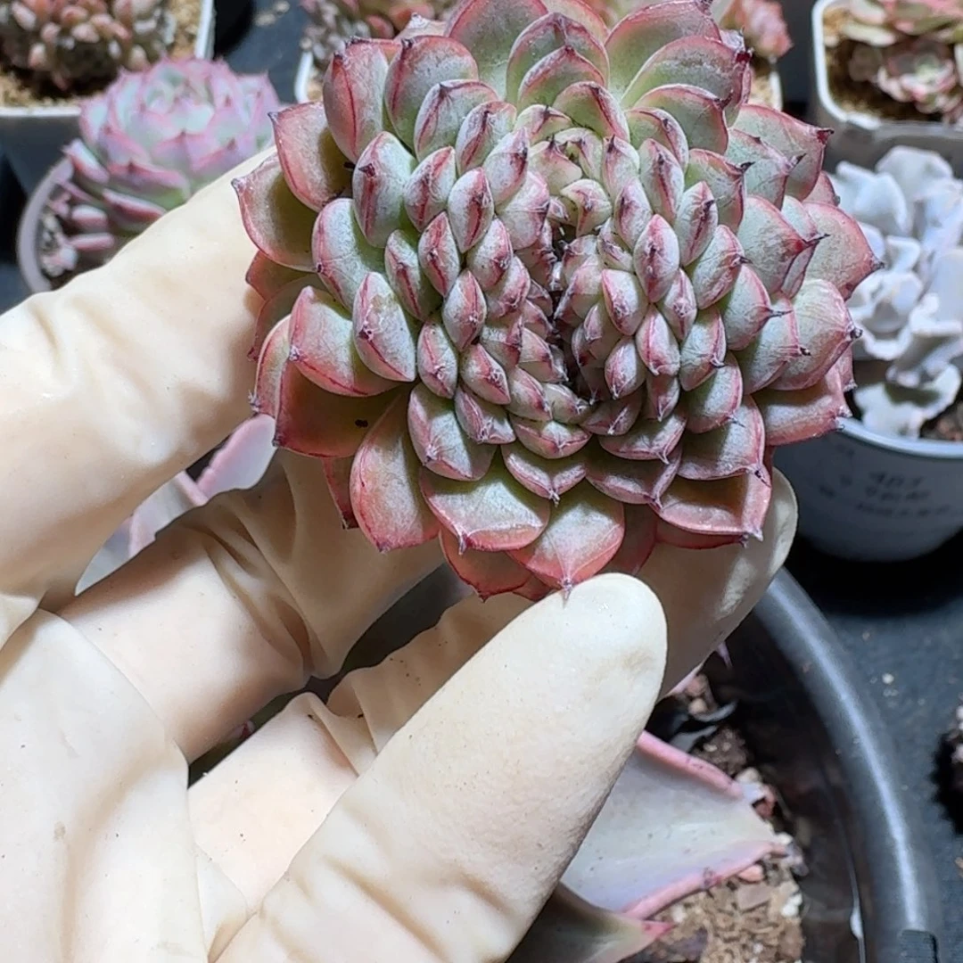 洞庭一物一拍。 490