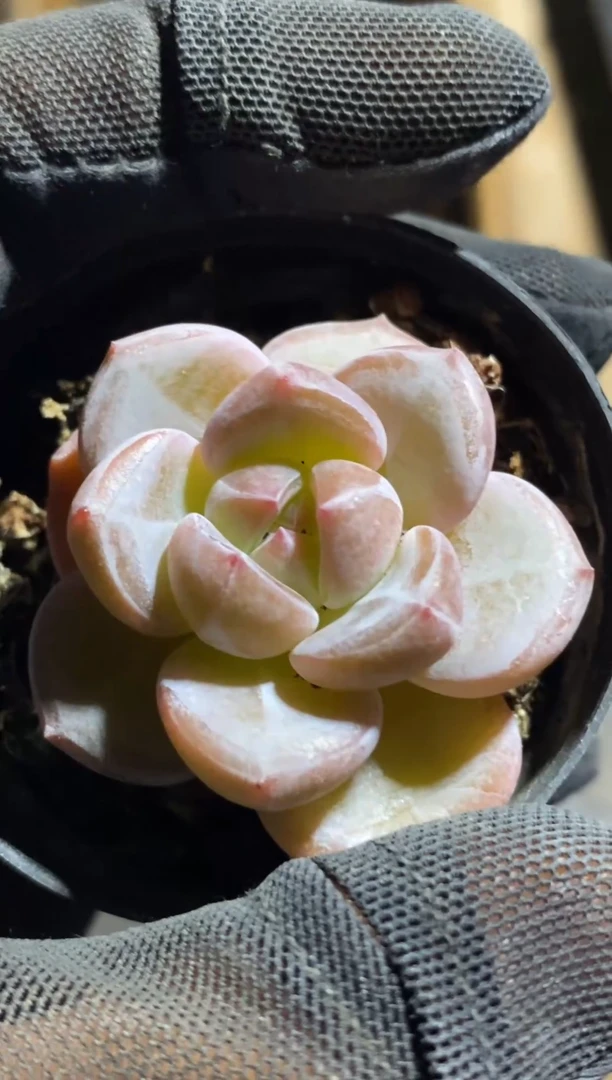【闪购商品】特价福利随机发货a50
