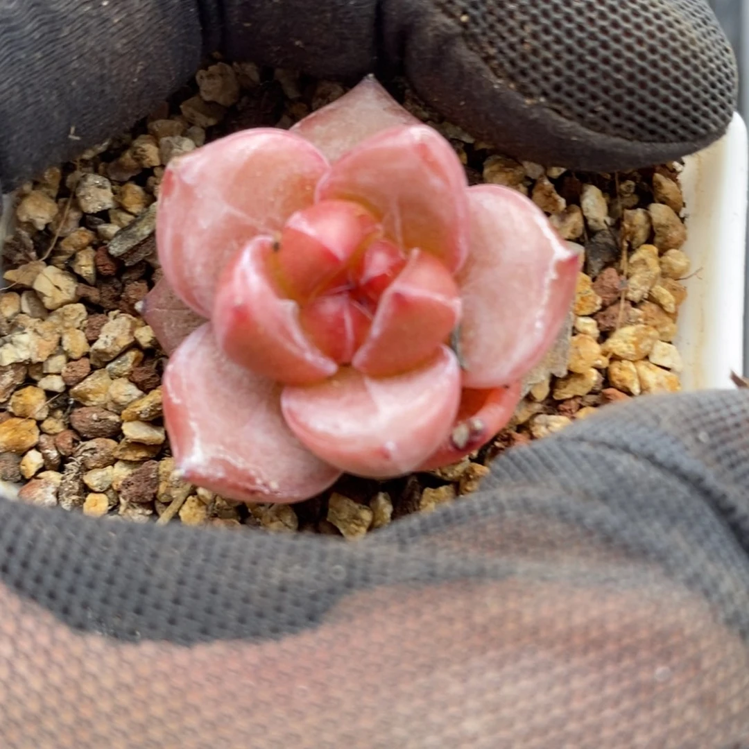 珍妮特价宠粉福利A30