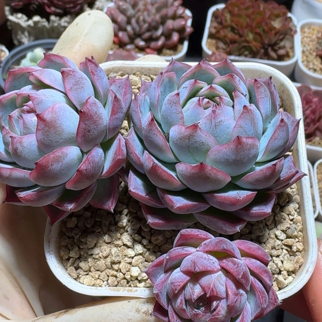 孤星飘枝一物一拍。720