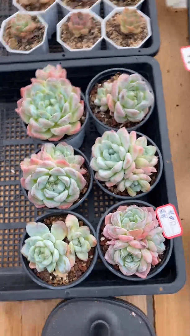 【闪购商品】特价福利随机发货梦幻翡翠