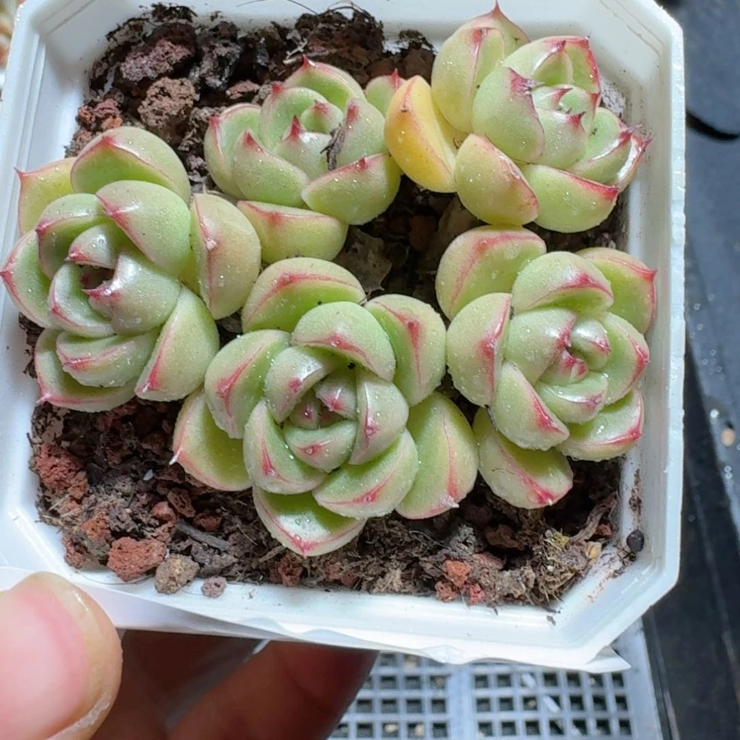 春春珍妮 满15包邮。305