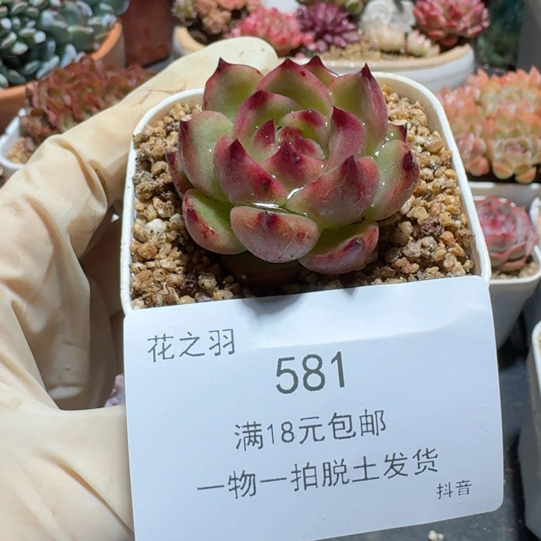 蓝龙一物一拍。  581