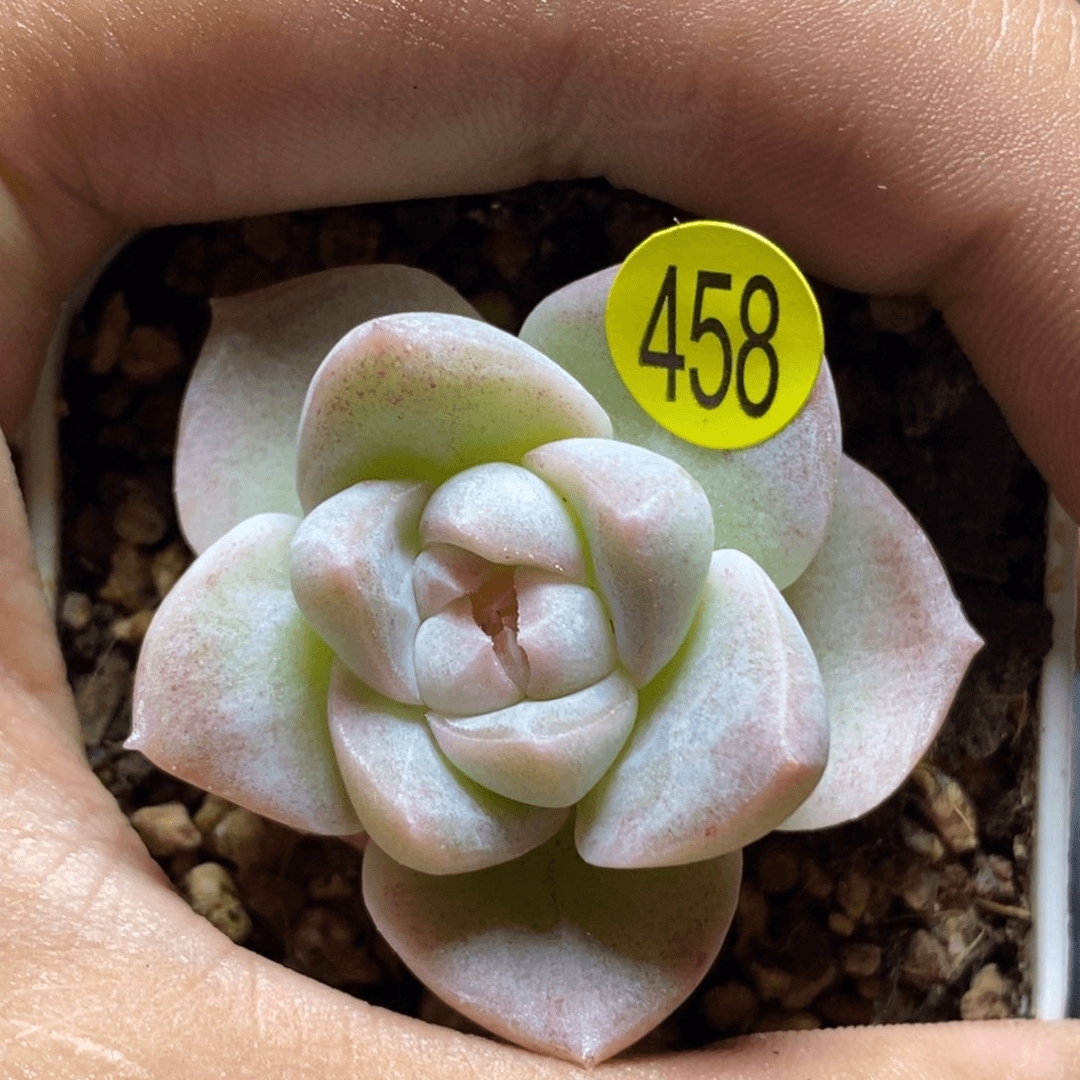 特价福利直播457