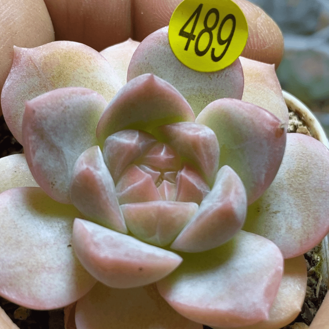 特价福利直播489