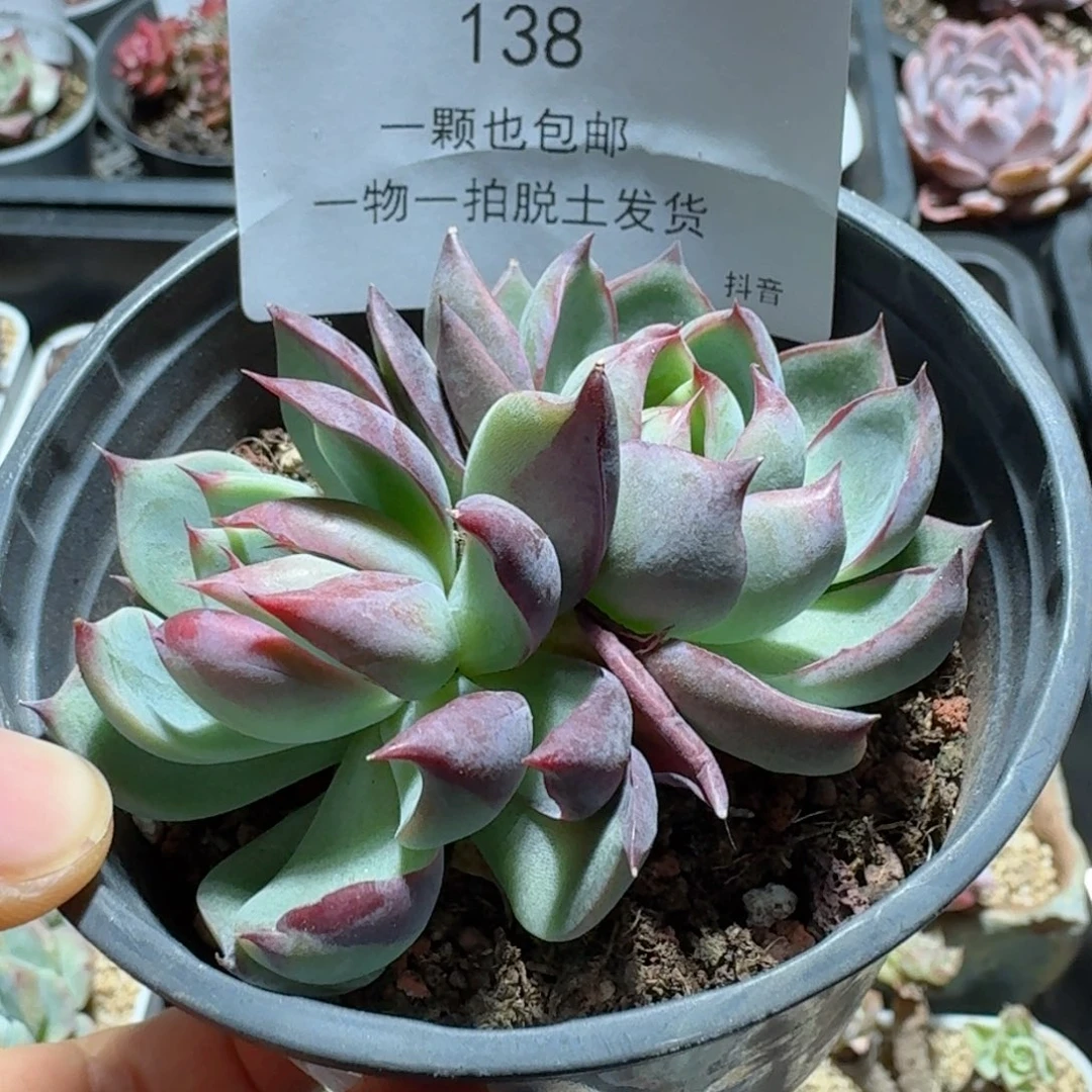 小惊鸿双头一物一拍。 138