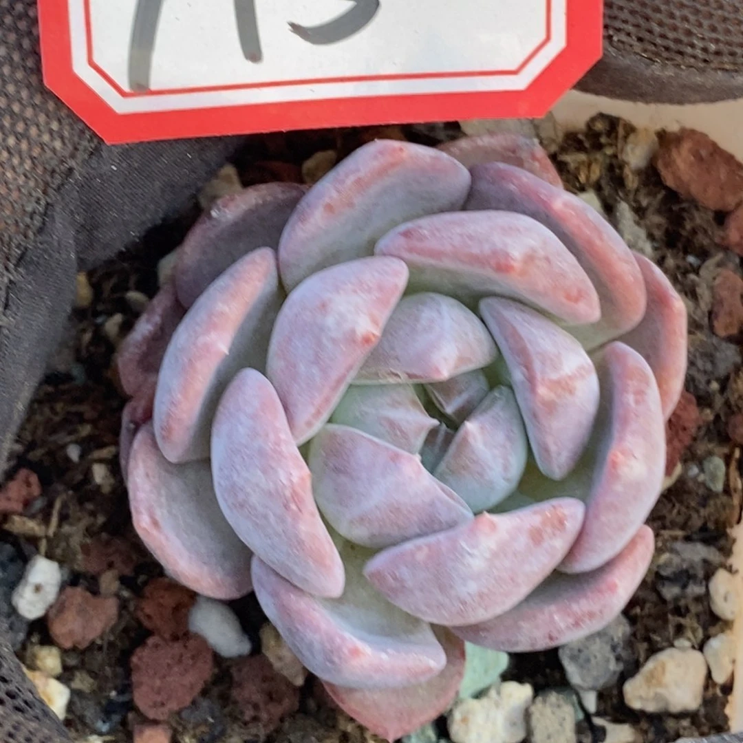 糖心琥珀开播福利A5