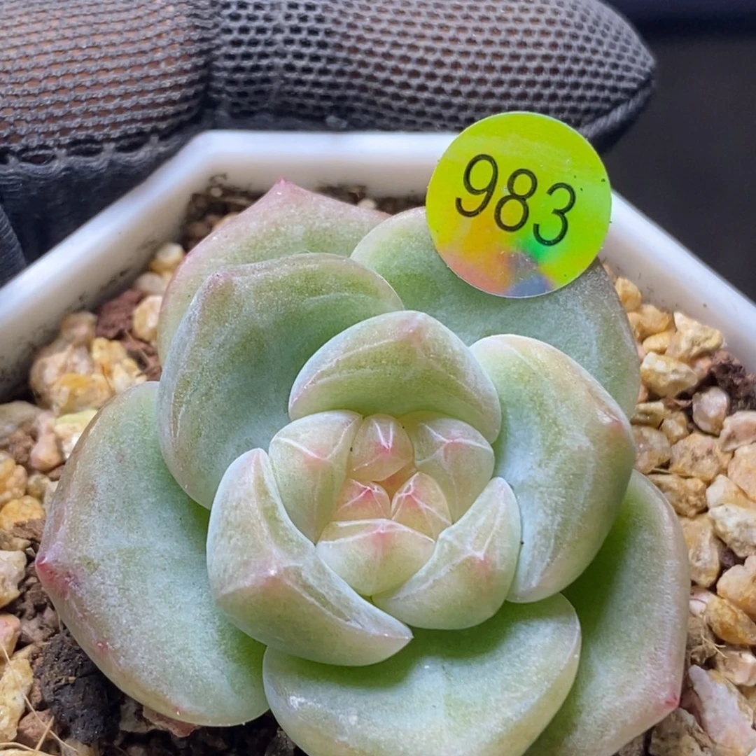 糖心特价珍妮983