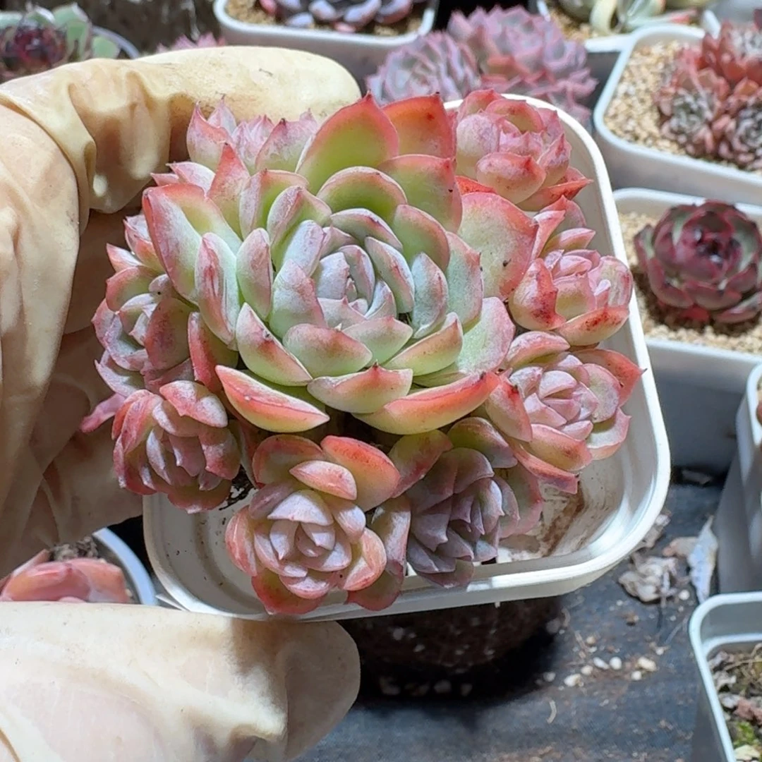 茶*。落樱一物一拍。 676