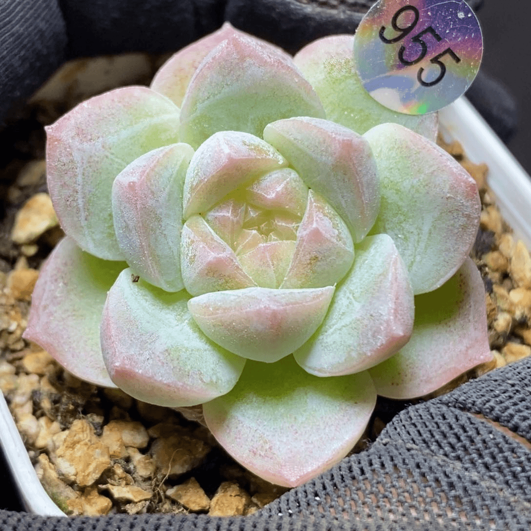 珍妮特价福利955