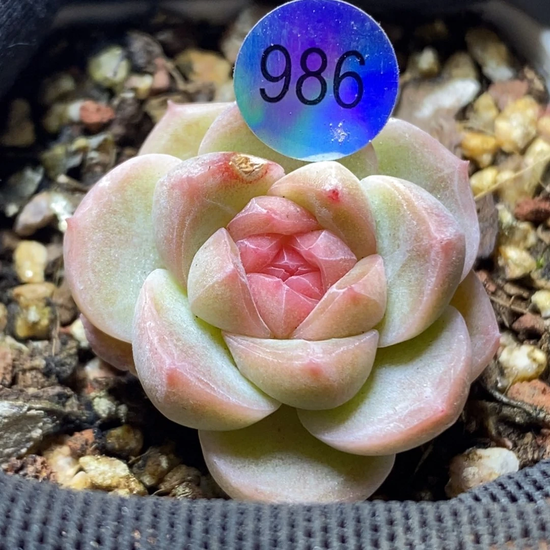 糖心特价珍妮986