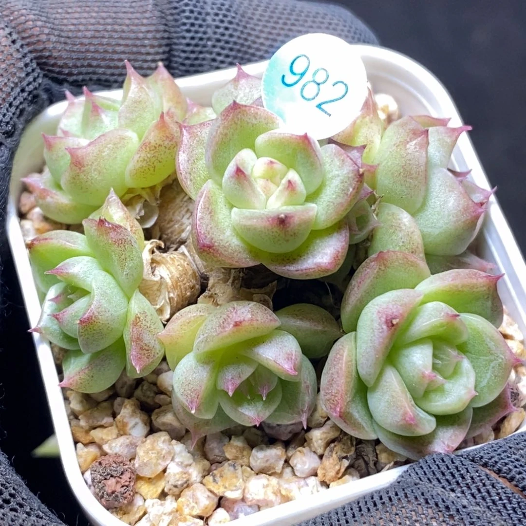 糖心特价珍妮982