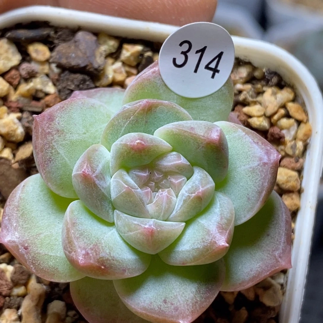 糖心珍妮特价314