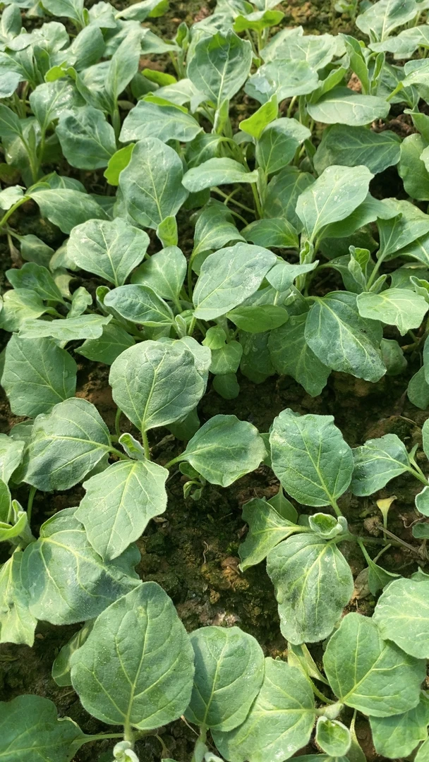 白茄子苗40棵起包邮