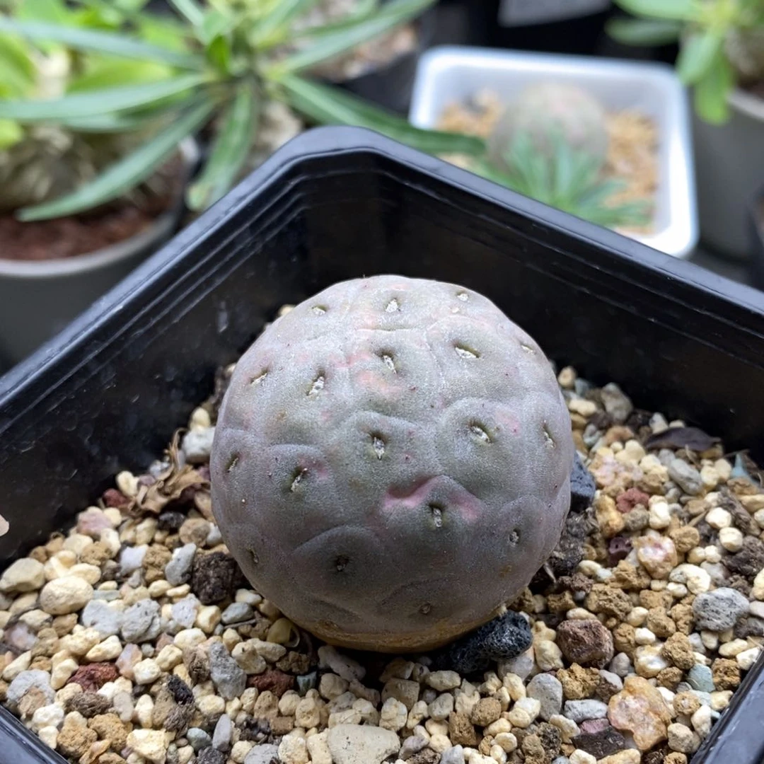 习志野仙人球多肉植物