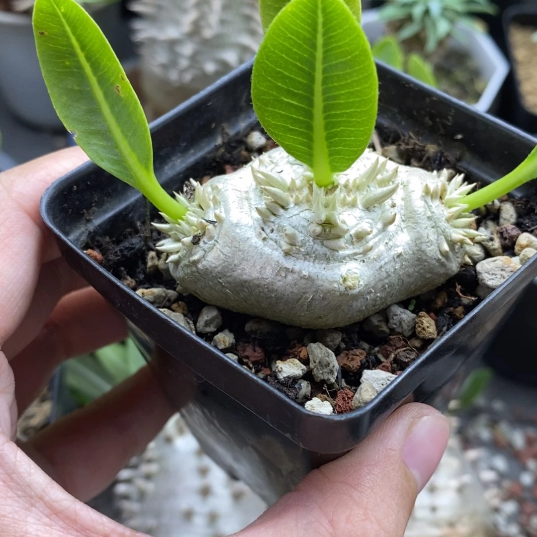 惠比须笑块根多肉植物