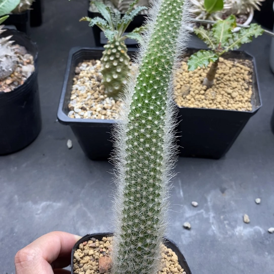 狐尾巴 仙人球植物植物