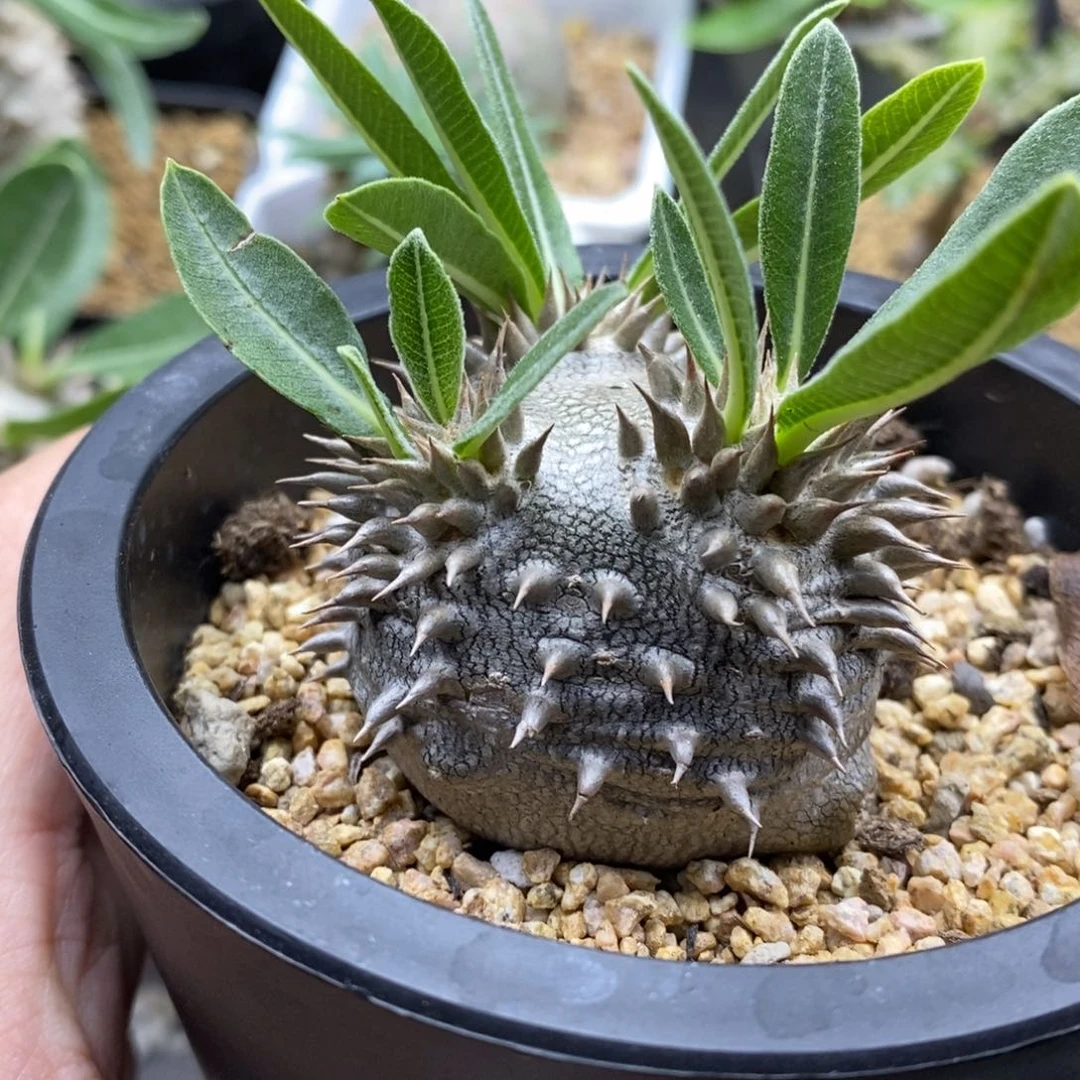 惠比大黑块根多肉植物