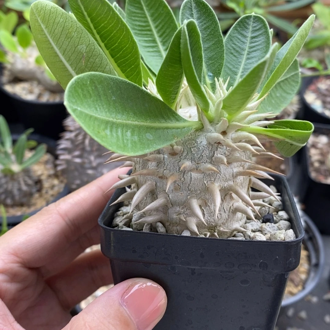 实生象牙玉块根多肉植物
