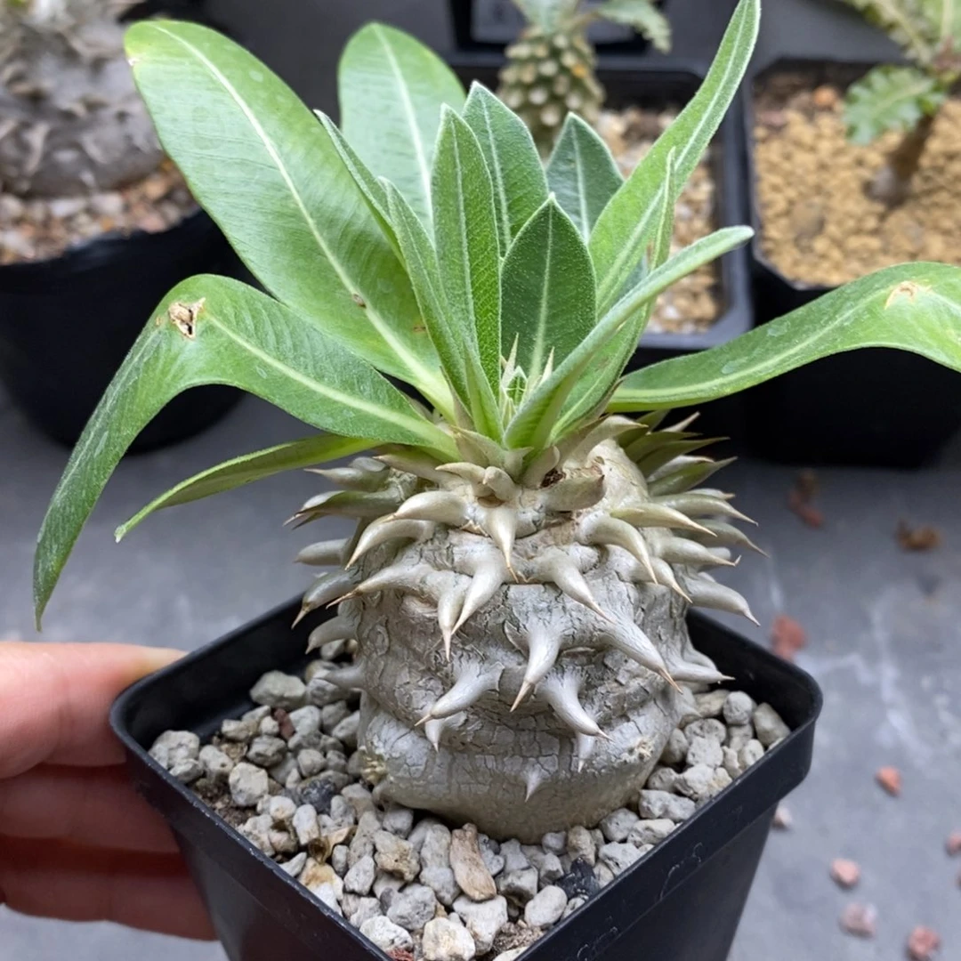 象牙玉块根多肉植物 特