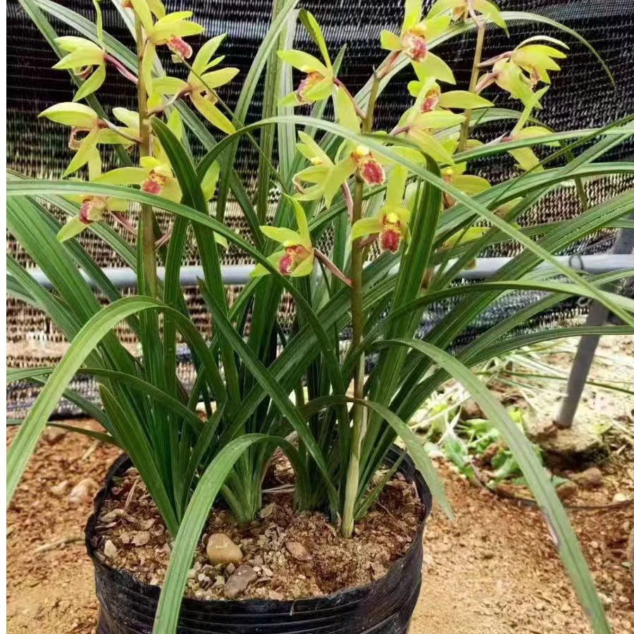 惠兰绿植兰花草盆栽浓香一杆多花，四季长青，室内庭院盆景绿植