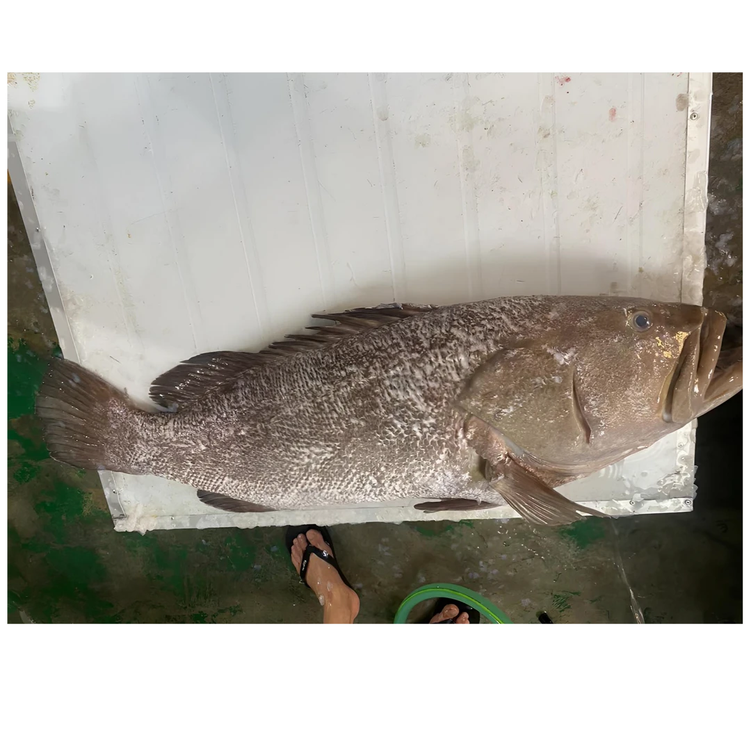 汕头海门港海鲜 石斑鱼  粉斑 广东省顺丰冷链包邮