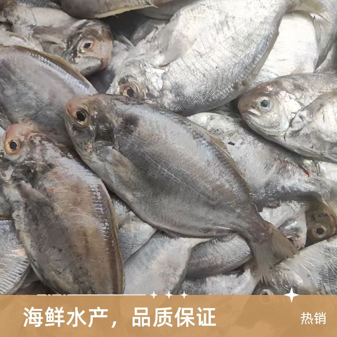 小岞本港野生肉鲳鱼4-5只一斤一件5斤福建省内顺丰包邮