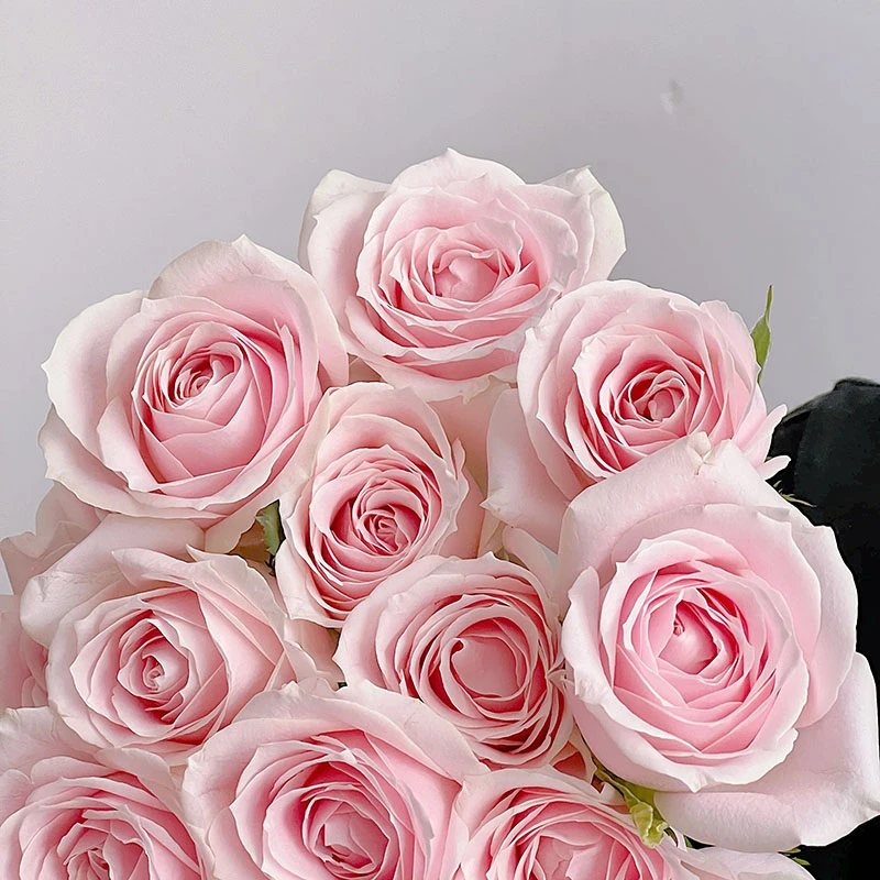 【粉红雪山】东北鲜花沈阳晓全花行粉红雪山玫瑰