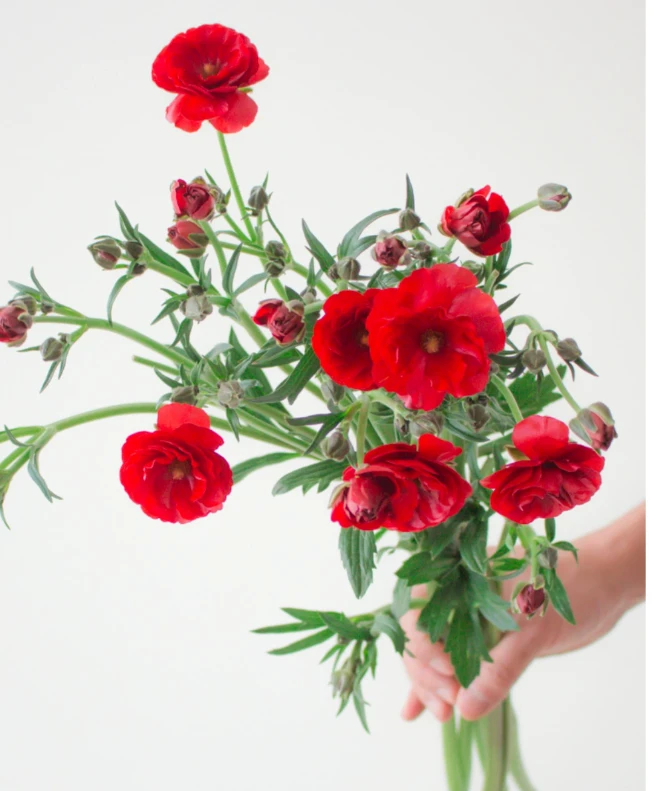 【蝴蝶洋牡丹】不拍保温棉冻损不售后多色可选