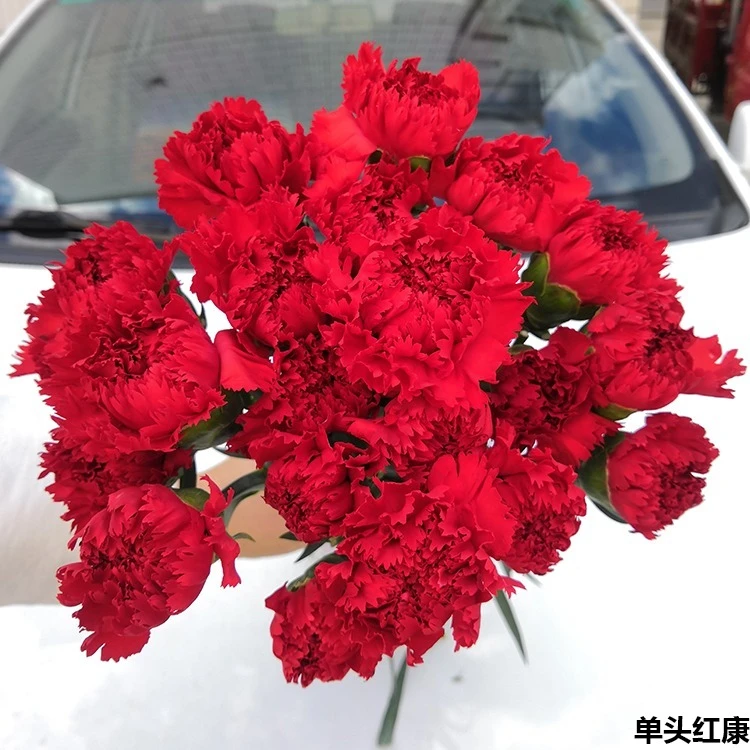 【康乃馨】沈阳晓全花行沈阳鲜花辽宁鲜花东北鲜花百合花