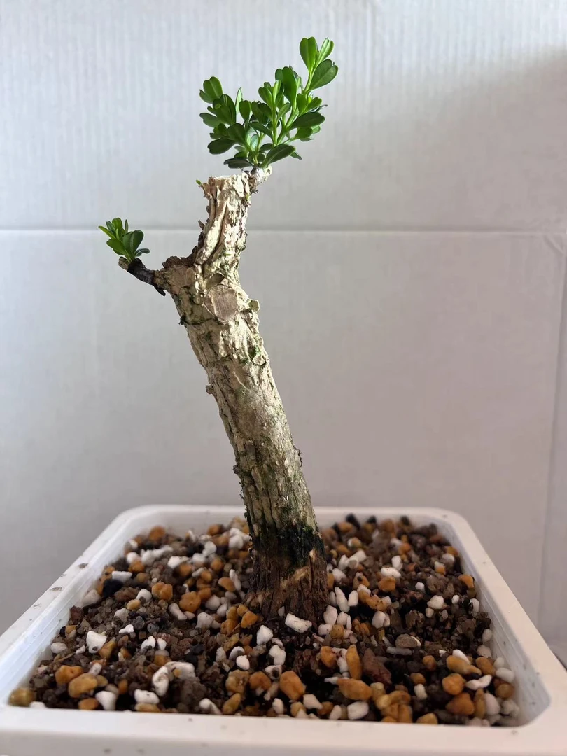 4号凤米赛珍珠460-600