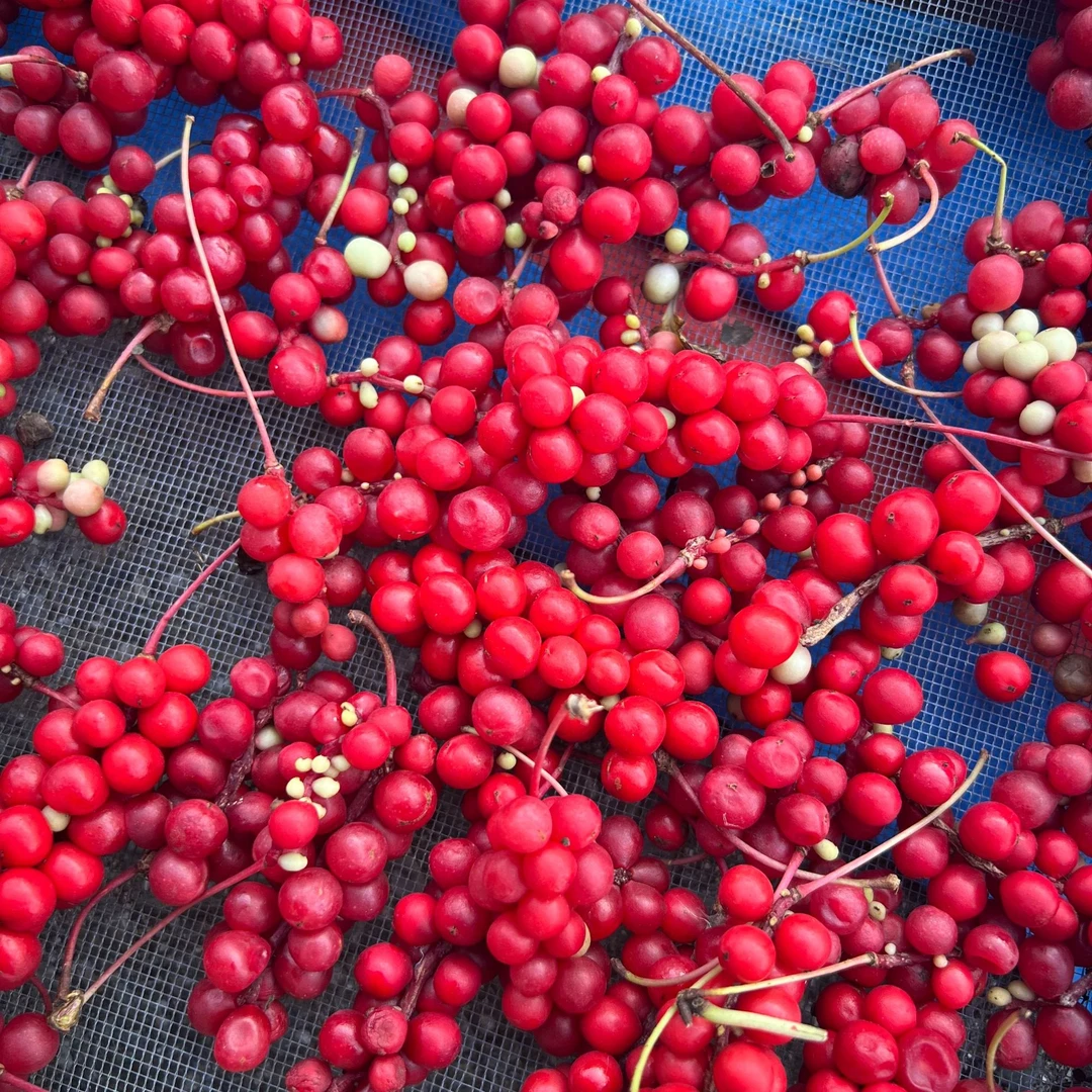 长白山野生小红果 净重250g 日光晒干 纯天然无添加 长白山发货