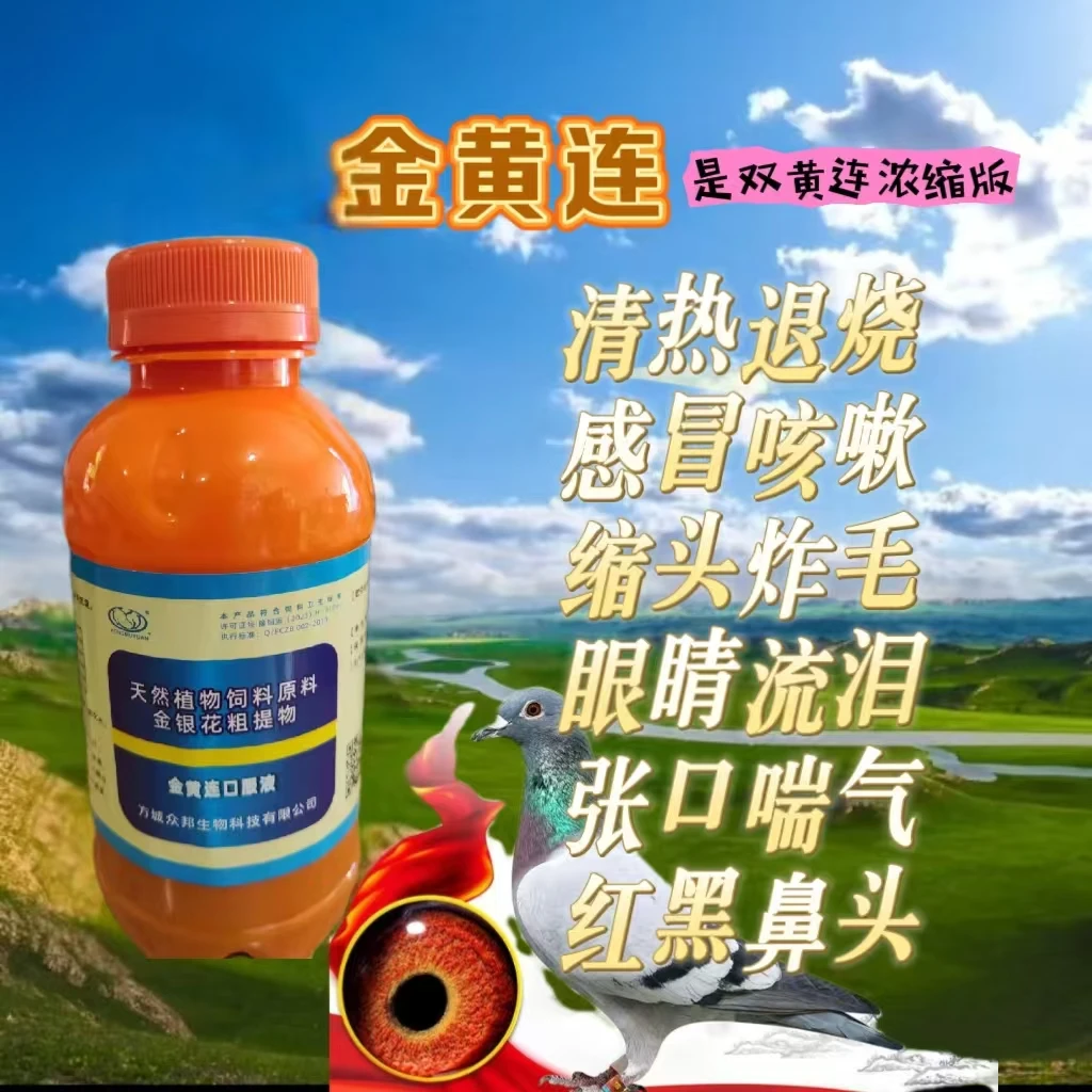 金黄连口服液:鸽子鸟感冒张口黑红鼻头清热液态天然适用产品使用