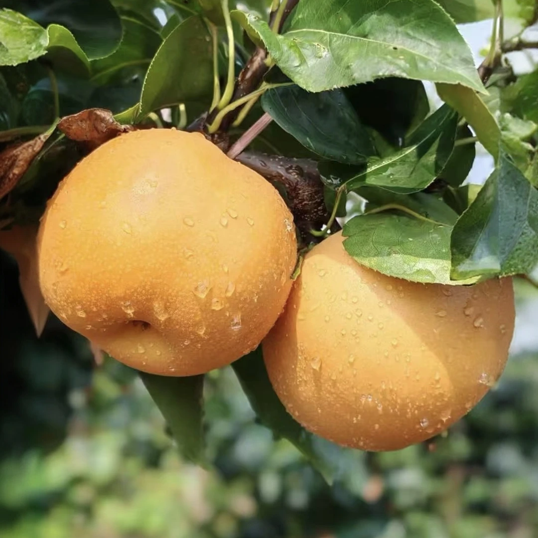 秋月梨果树苗9月成熟清脆甘甜无渣南北方种植（地栽盆栽） 现挖现发