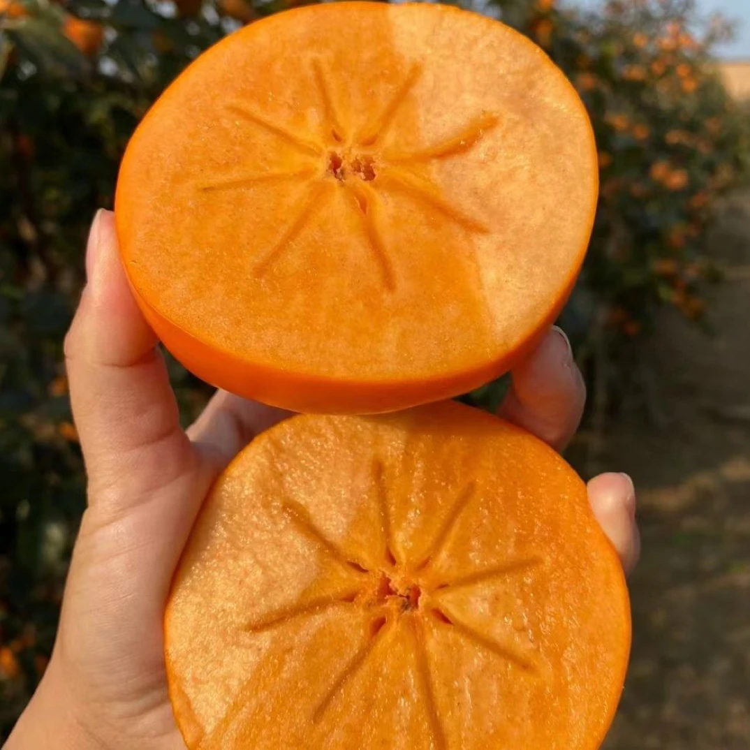 陕西脆甜柿子阳丰冰糖心巧克力脆柿新鲜香甜多汁果园直发