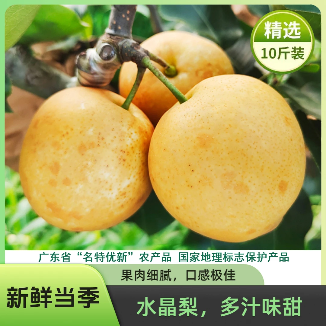 连州水晶梨 潭岭水晶梨