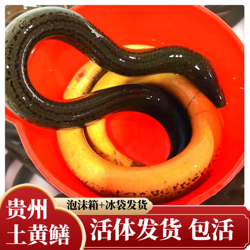 贵州德江鲜活土黄鳝大条精品鳝鱼大黄条鲜活充氧活体发货1斤3斤