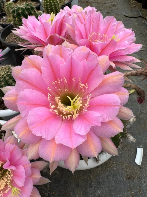 彩草，花期每年4月份到10月份，花色美丽，耐旱，特别好养。