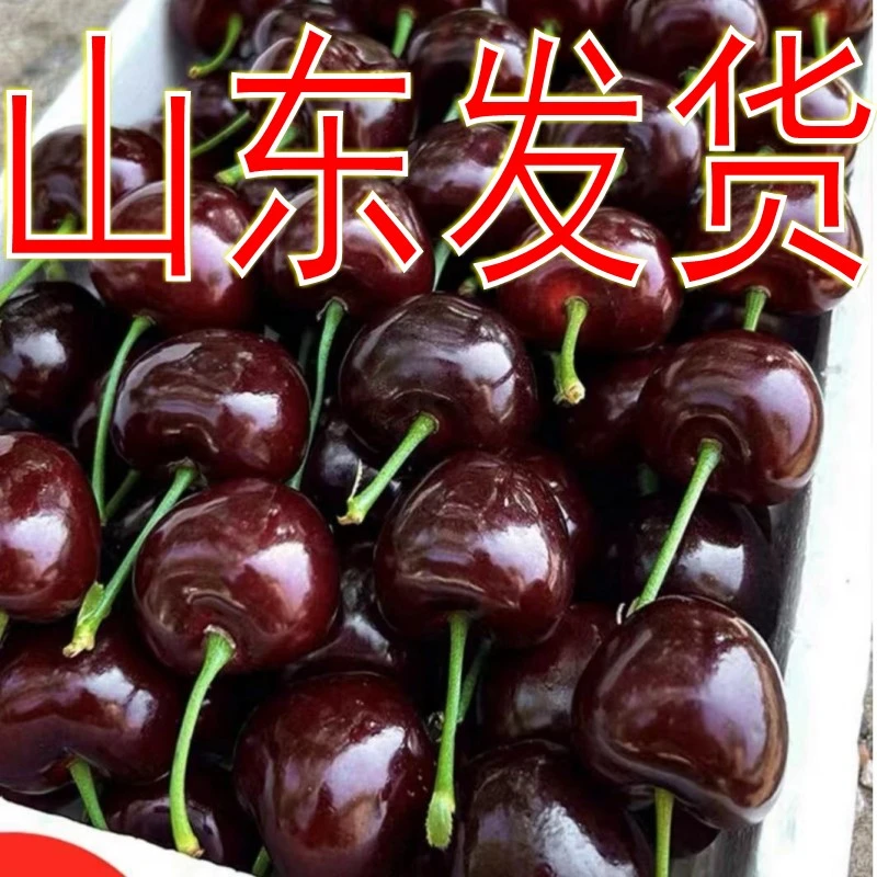 4AAAA级车厘子大樱桃苗南方北方种植栽种矮化阳台盆栽地栽庭院山2
